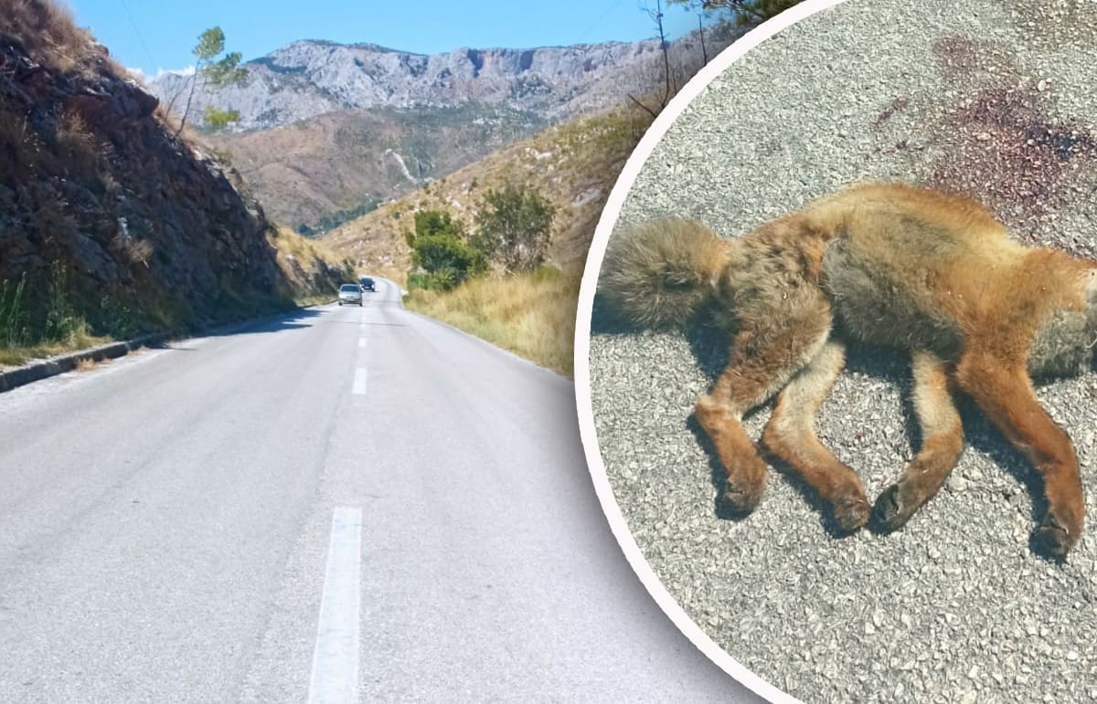 UZNEMIRUJUĆE Pregažena lisica satima stoji na cesti prema Sitnome, stanovnici tvrde: "Kradu nam kokoši"