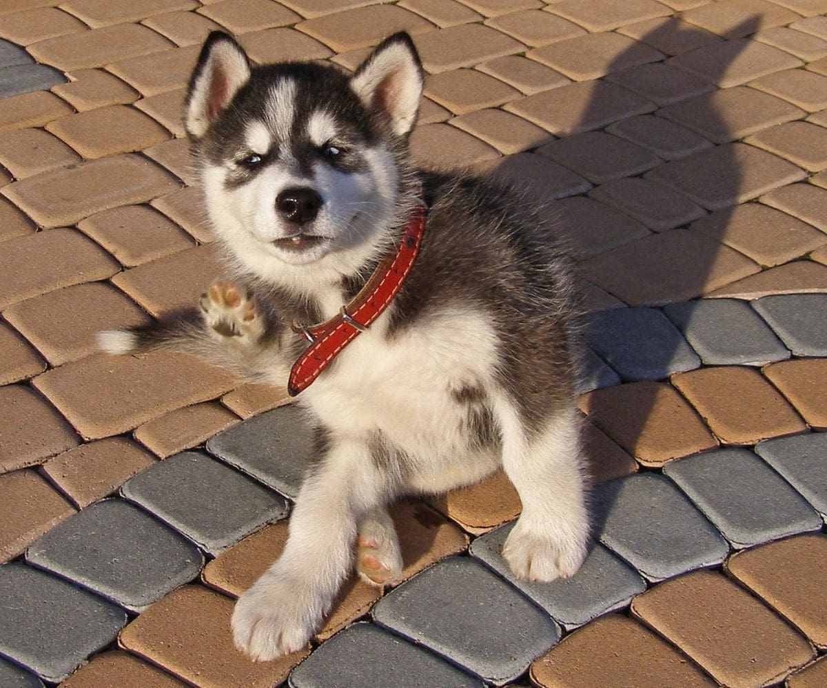 JESTE LI JE VIDJELI? Na Pujankama izgubljena ženka malamuta Zara, zabrinuti vlasnici mole za pomoć u potrazi