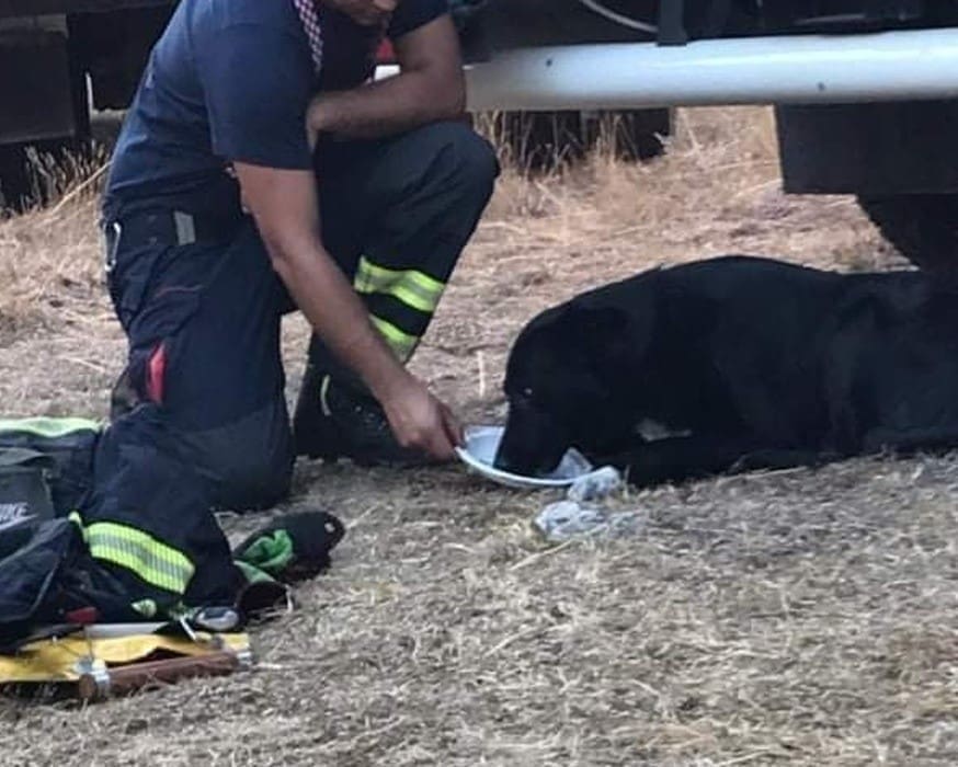 LJUDI IZNAD SVEGA Vatrogasac oduševio društvene mreže, evo što je napravio za vrijeme borbe s vatrenom stihijom