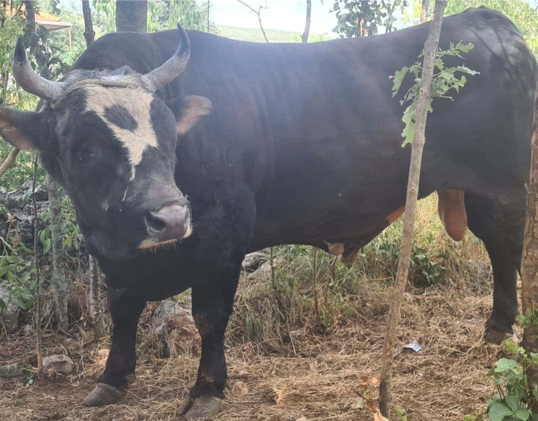 Veliki spektakl na Santiago Bernabeu - Korida kod kumova Dicmo 2021.