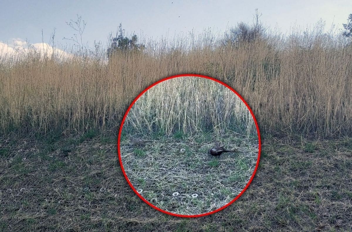 Vozači su na solinskom rotoru navikli na svašta, ali ovo nisu očekivali