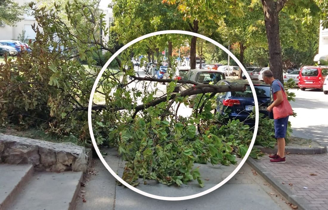 Odlomila se ogromna grana na šetalište kod Fine: "Zamalo je pala na ženu"