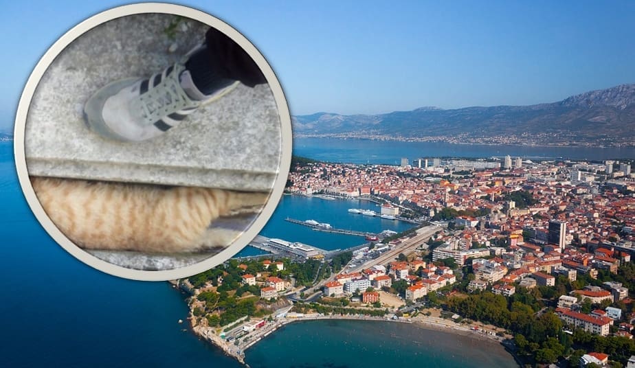 ŠTO AKO VIDITE UGINULU ŽIVOTINJU NA ULICAMA SPLITA? Evo što poručuju iz splitske Čistoće