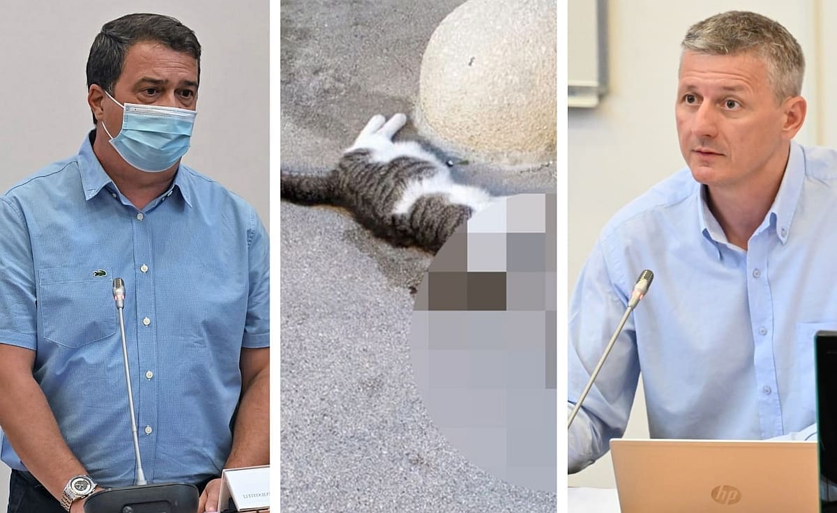 PRKIĆ ZATEČEN "Kako je moguće da su lani u Splitu s ulica uklonjene 1.382 strvine mačaka?"