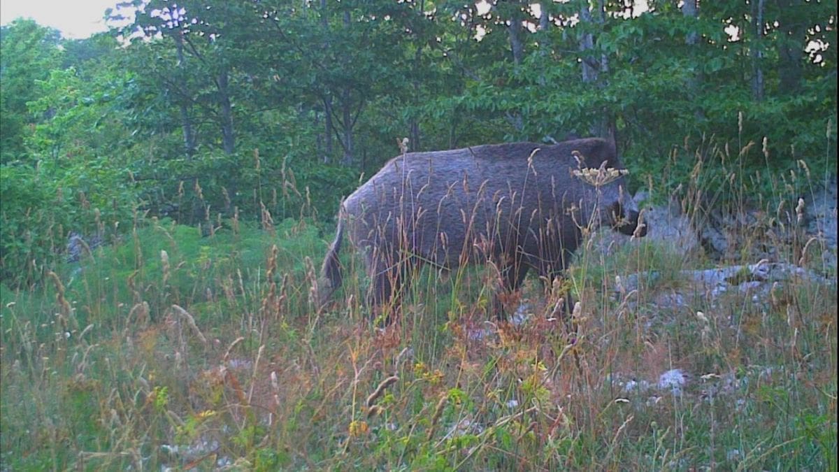 more_krs_zamka_zvijer_divlja_svinja