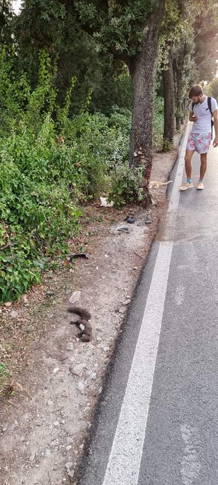 uginule-maca-vjeverica(1)