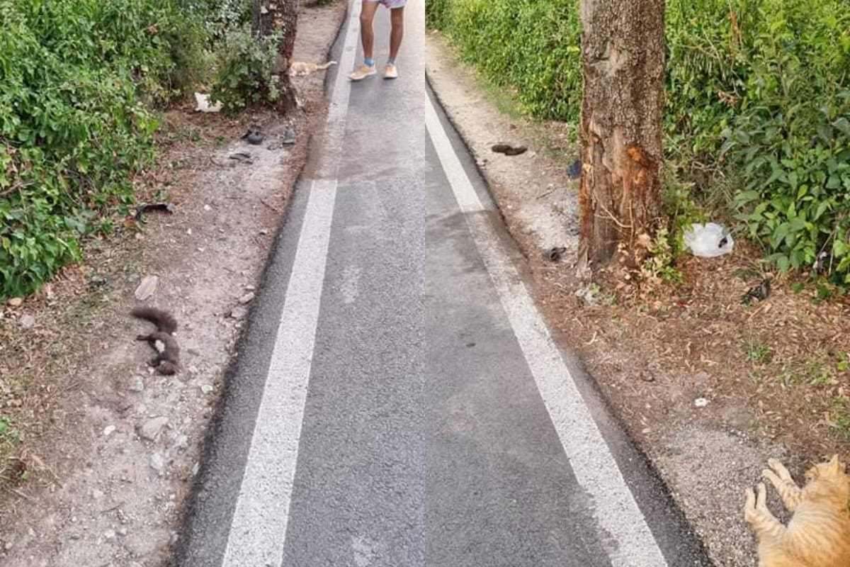 OPREZ! Stanovnici Meja u čudu: "Jesu li vjeverica i mačka otrovane ili ih je udario auto?"