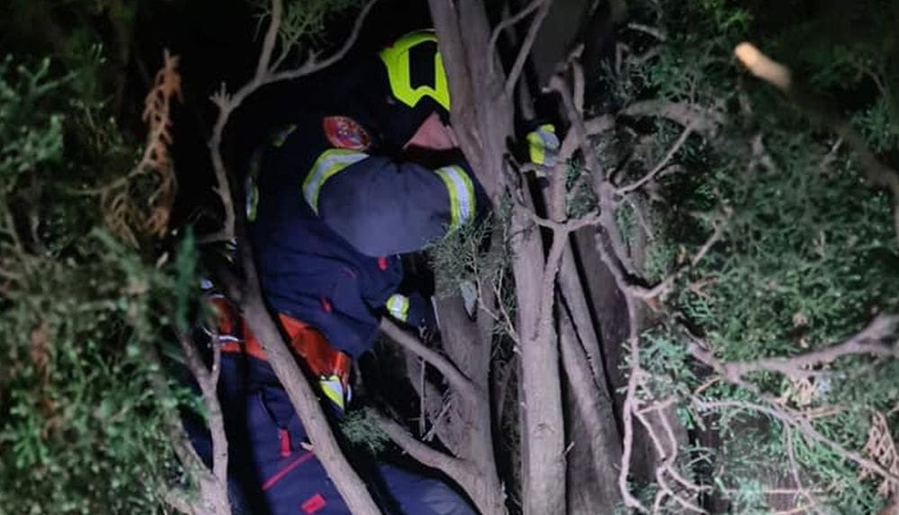 NEOBIČNA INTERVENCIJA VATROGASACA Spašavali sa stabla mačku, ali i njenu vlasnicu