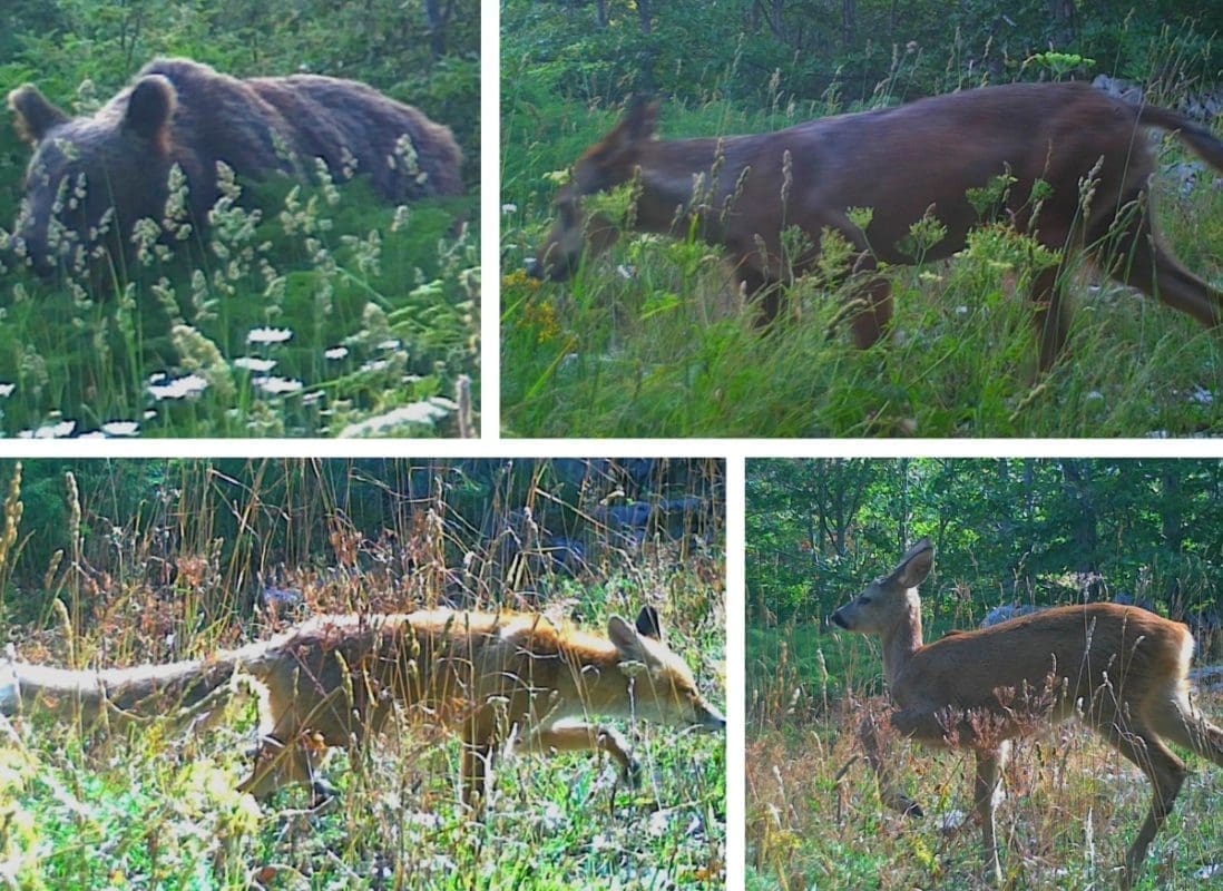 "UHVAĆENI" FOTO OBJEKTIVOM Na Dinari žive sve tri velike zvijeri, pred kamerom prošetali medvjed, vuk...