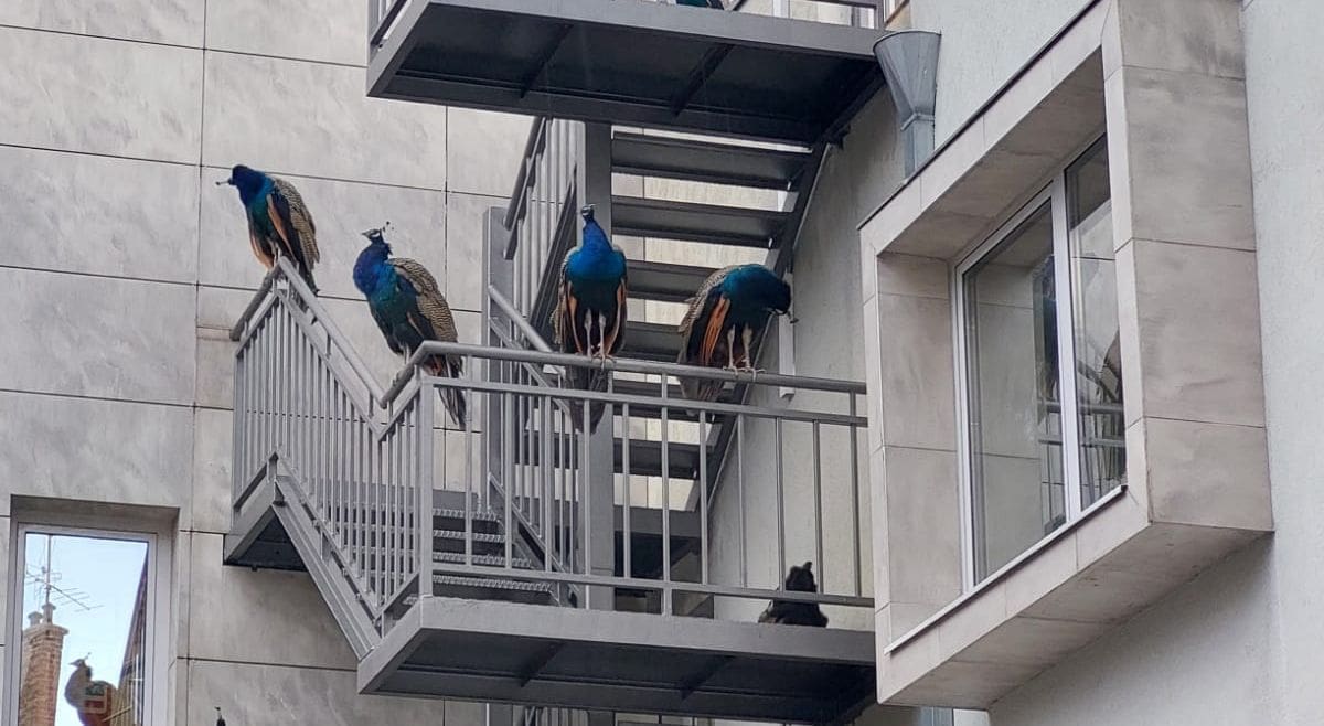 Splitski paunovi sve brojniji: Evo gdje su se danas smjestili