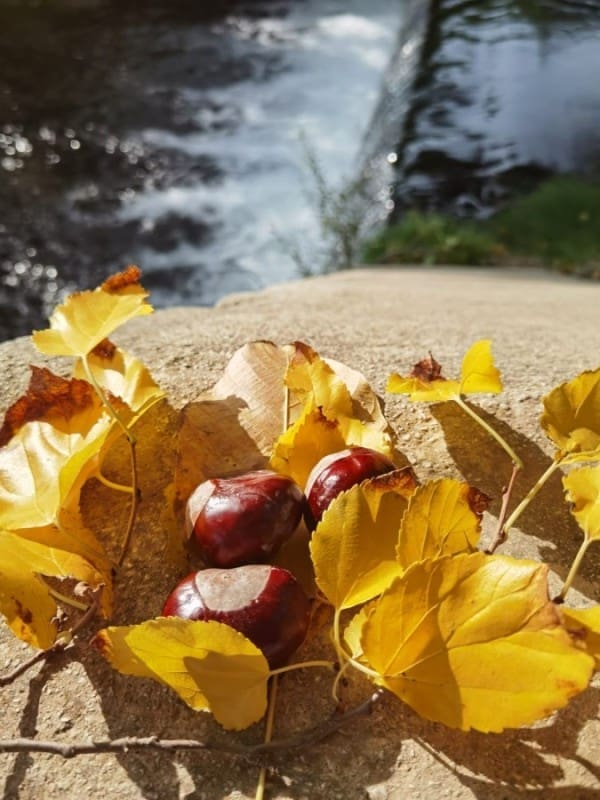 jesenska_setnja_zrnovnica (22)