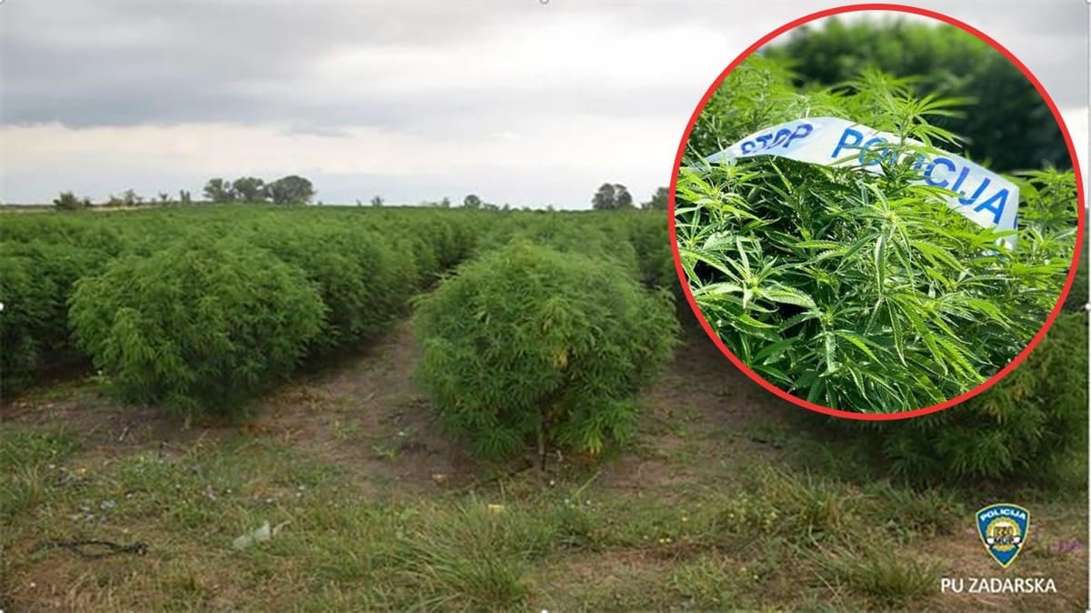 NAJVEĆA PLANTAŽA MARIHUANE Dvojica muškaraca zasadili više od 7.500 stabljika