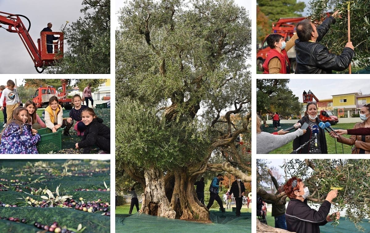 REKORDAN UROD Stara maslina u Kaštel Štafiliću prkosi lošoj meteorološkoj godini: "U izvrsnom je zdravstvenom stanju"