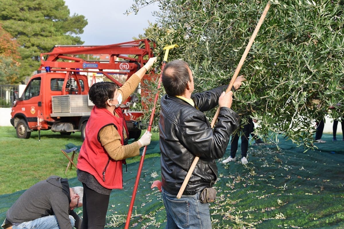 berba-maslina-mastrinka (1)