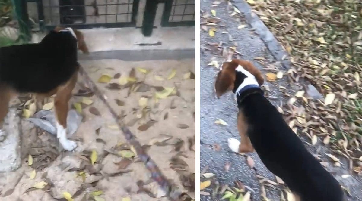 POMOZITE I DIJELITE! Žena u Splitu pronašla psa, znate li tko mu je vlasnik?