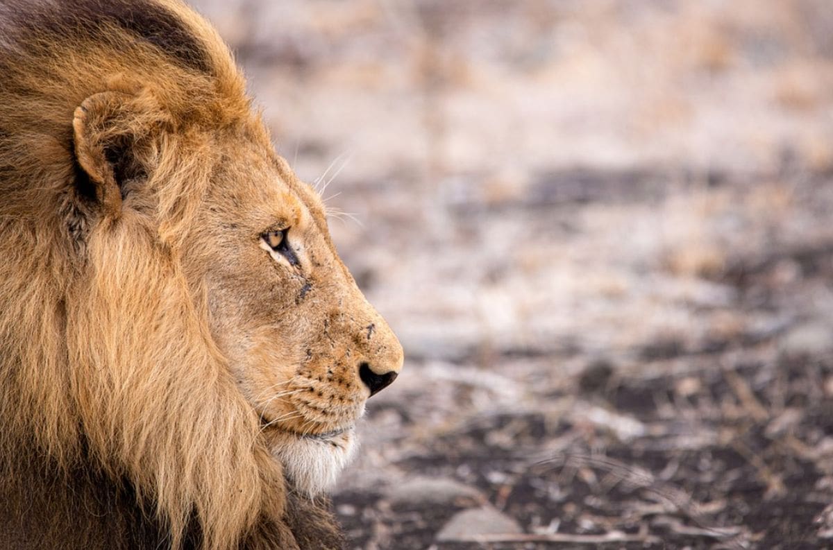 Muškarca rastrgao i pojeo lav kojeg je držao kao ljubimca