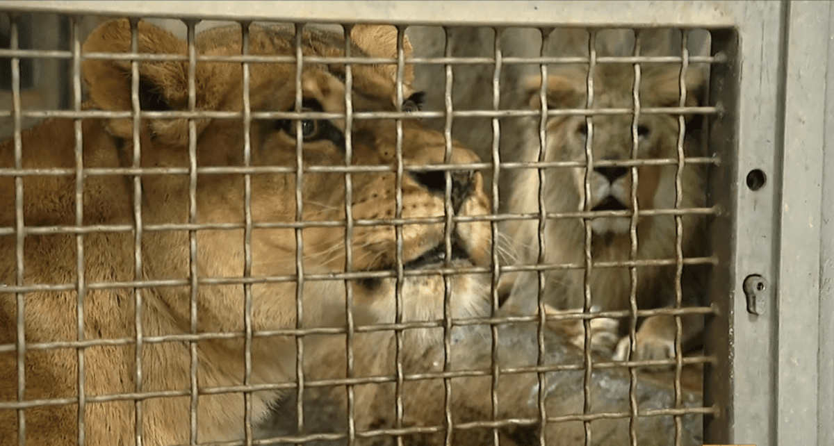 Zaraženi lavovi iz zagrebačkog ZOO-a. Pogledajte kako im se uzima bris