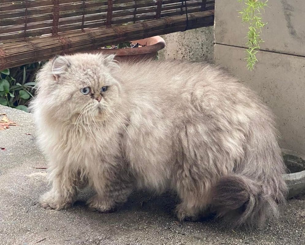 EGZOTIČNA MACA U SPLITU "Je li kome poznata, izgleda izgubljeno?"