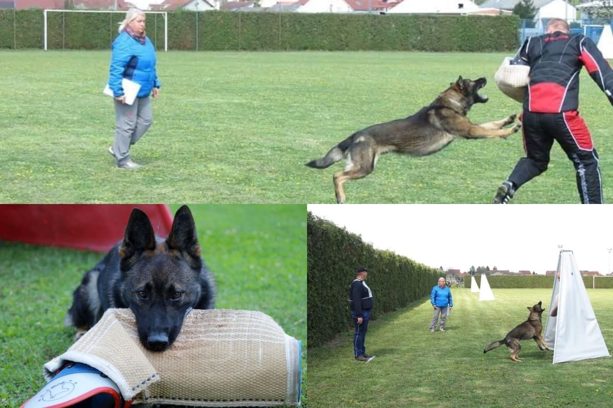 PRIDRUŽITE SE I VI Natjecanje školovanih pasa i pasa tragača u Splitu u organizaciji sportsko-terapijske kinološke udruge Dog trainer i HKS-a