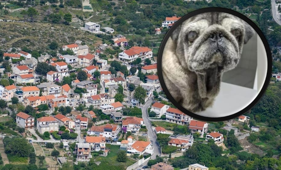 TRAŽI SE VLASNIK Pronađen zalutali pas u Žrnovnici