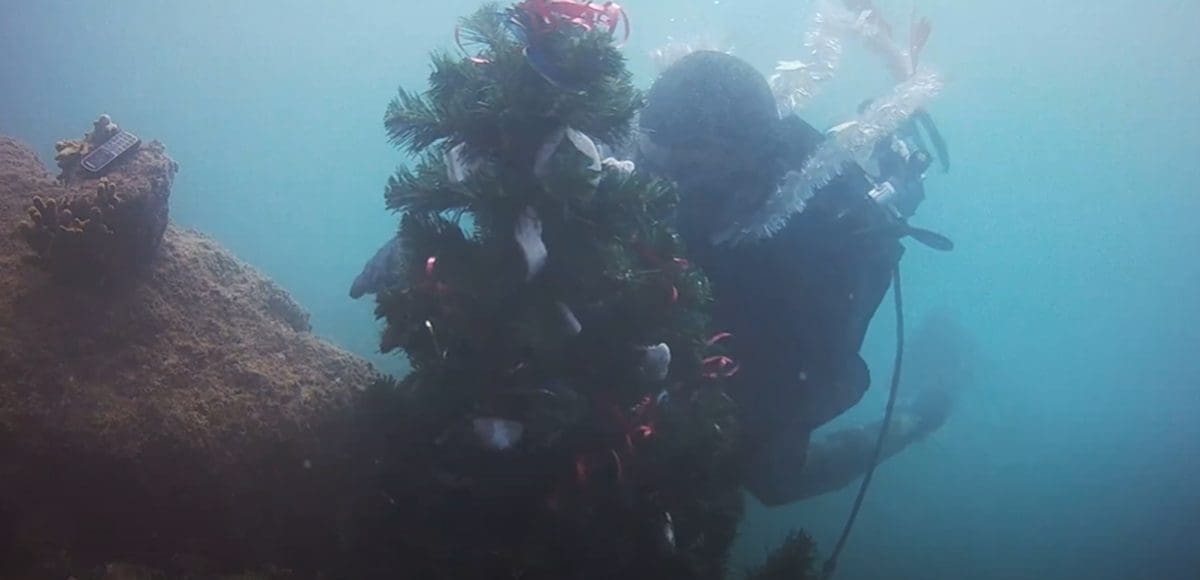 PRAVI BOŽIĆNI UGOĐAJ Maleni borić krasit će podmorje u blizini Podgore, mnogi su oduševljeni