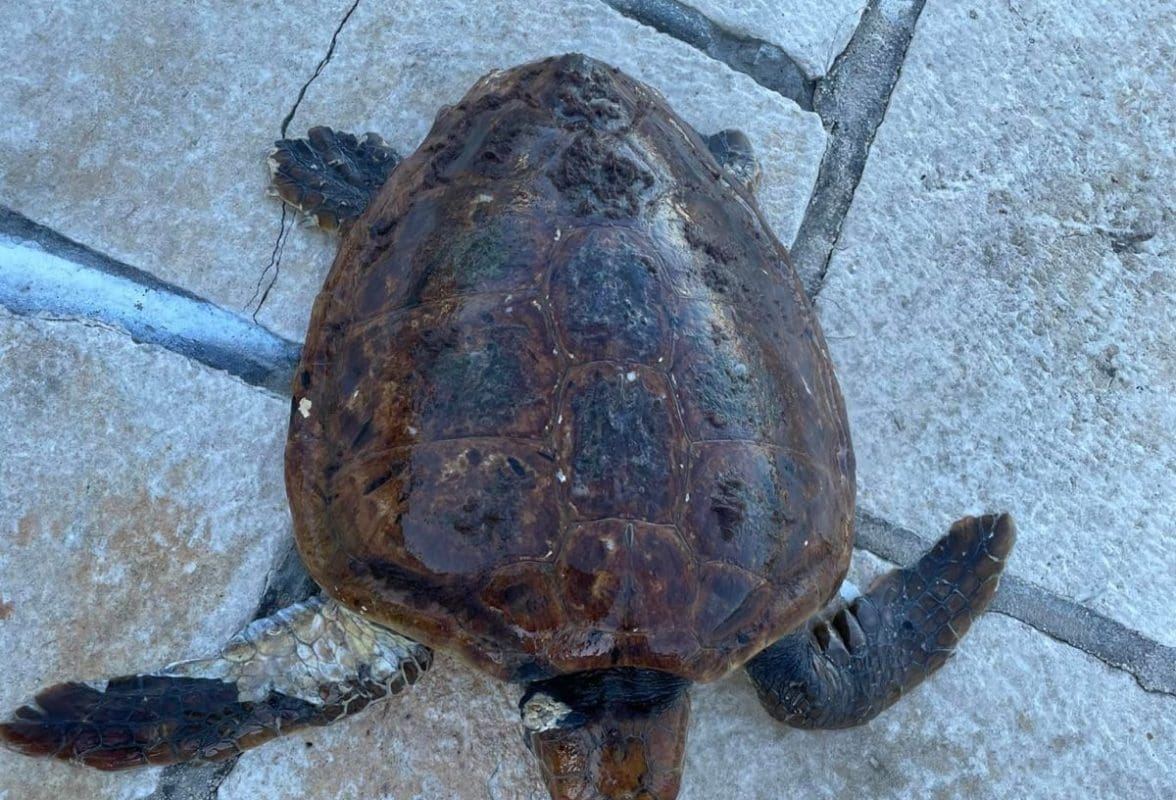 LIJEPA PRIČA S VISA Spasili morsku kornjaču koju su kljucali galebovi, transport nije bio bezazlen