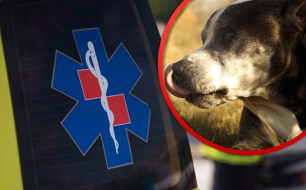 UŽAS U DALMACIJI Dva psa napala muškarca, čovjek je završio u bolnici