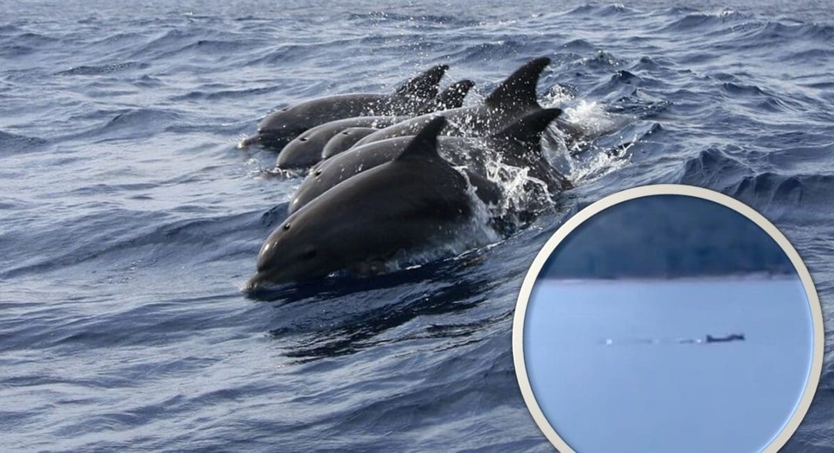 VLADALO JE PRAVO ODUŠEVLJENJE Ples dupina u Kaštelima sve je iznenadio, prolaznici ih snimali