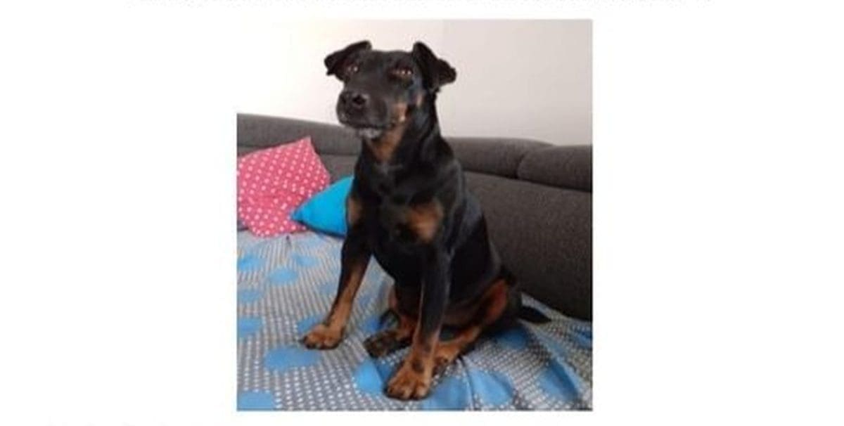 JESTE LI JE VIDJELI? Splićani traže svoju kujicu, nalazniku nude bogatu nagradu