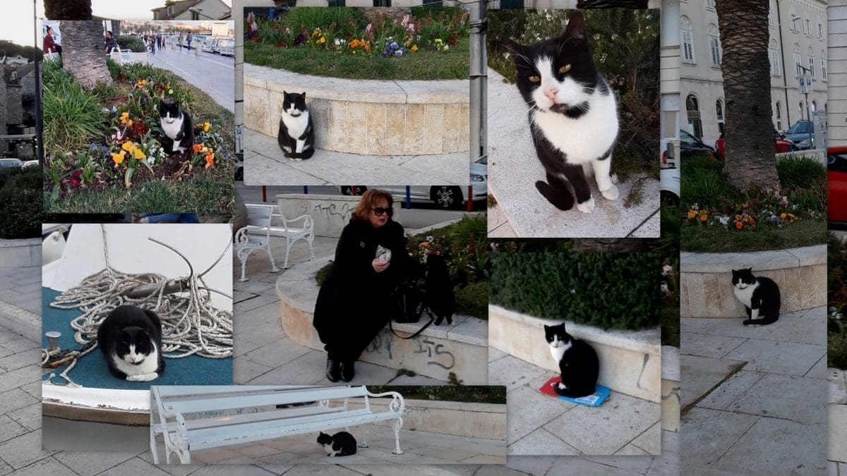 DOBRE VIJESTI Društvenim mrežama širila se informacija da je uginuo omiljeni mačak s Matejuške, no građani sve demantiraju: "Živ je i zdrav"