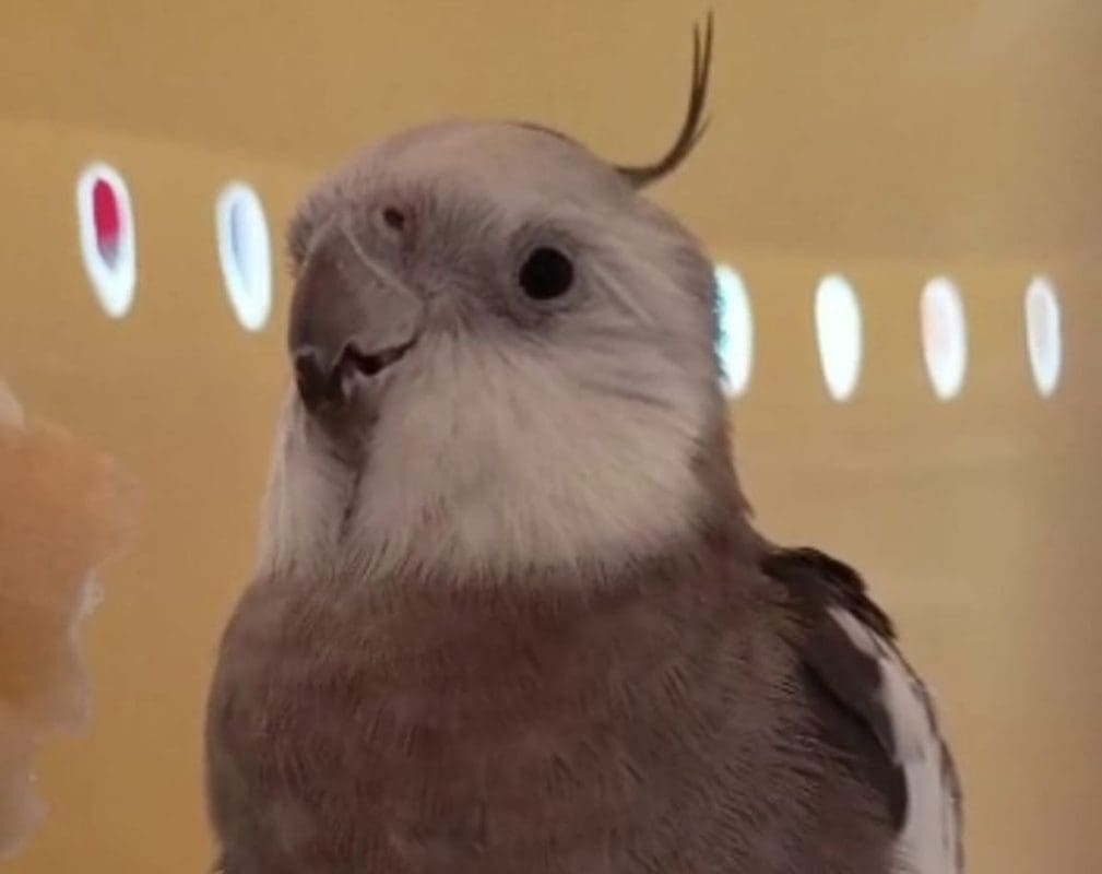 ODBJEGLA PAPIGA VRATILA SE KUĆI Nakon naše objave, vlasnik iz Splita pronašao je svog ljubimca