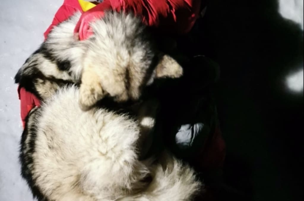 PREKRASNA PRIČA S VELEBITA Pas se sklupčao uz teško ozlijeđenog planinara i grijao ga svojim tijelom 13 sati