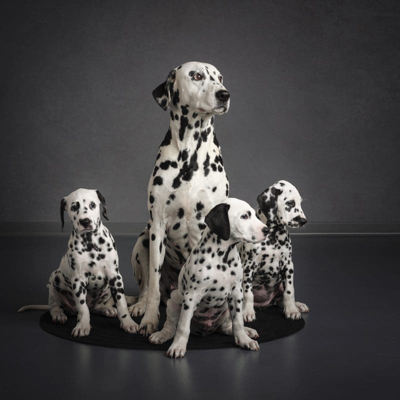 Dalmatinci HKN_photo_DSF5563 FINAL