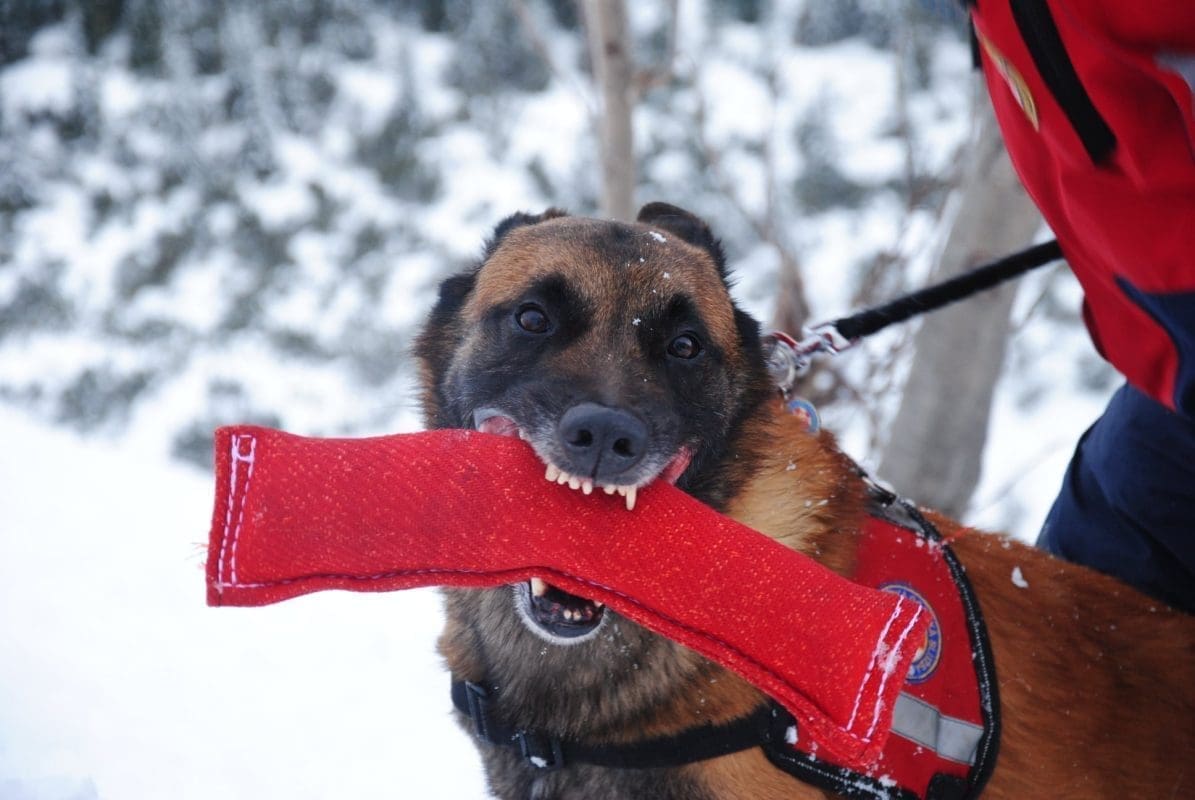 VELIKA TUGA Otišao je Bepo, pas koji je spasio puno života
