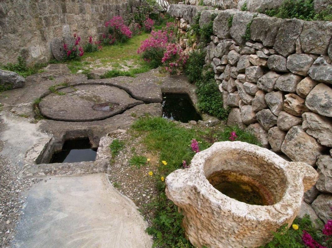 brac-masline-maslinovo-ulje (1)