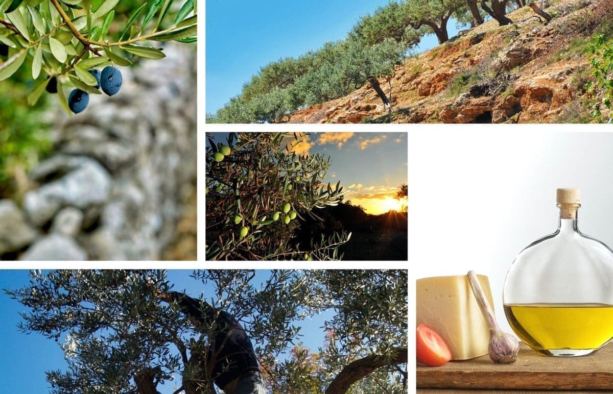 GODINE RADA SU SE ISPLATILE Bračko maslinovo ulje dobilo EU oznaku izvornosti. Evo što proizvođači moraju znati...