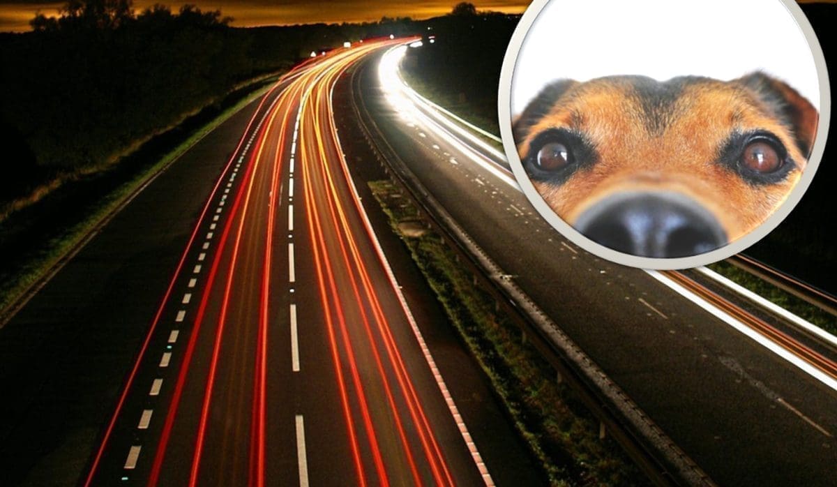 Konj i pas na 'Dalmatini'...