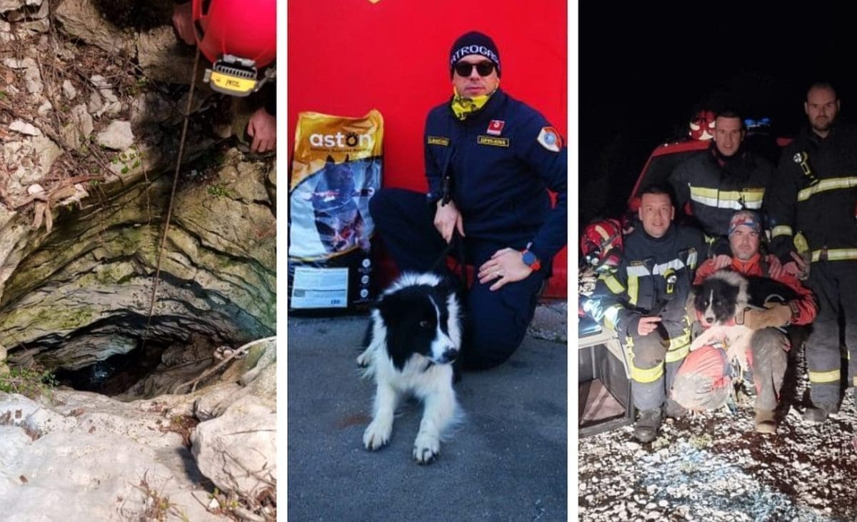 BILA JE BAČENA U JAMU Spašenu kujicu udomili brački vatrogasci: "Yamma, da, tako ćemo je zvati, je ošišana, cijepljena, čipirana..."