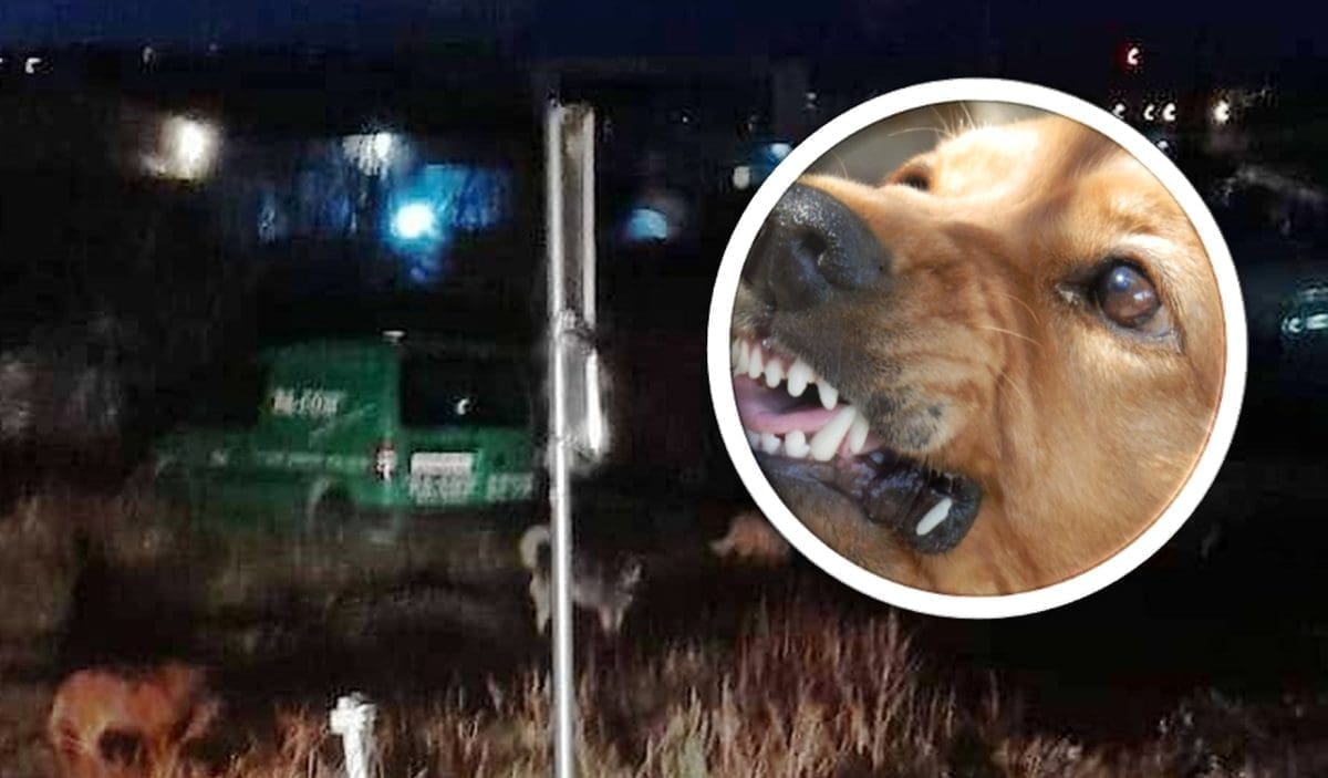 JEZIVI PRIZORI NA ISTOKU SPLITA Muškarac naišao na čopor bijesnih i krvoločnih pasa: "Prekopavali su kontejnere, a bilo ih je 10 do 15"