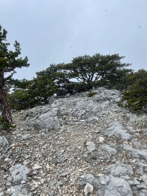 BIOKOVO-PLANIANRSKO-SKLONISTE-PAKLINE (1)