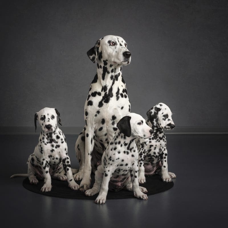 Dalmatinci HKN_photo_DSF5563 FINAL