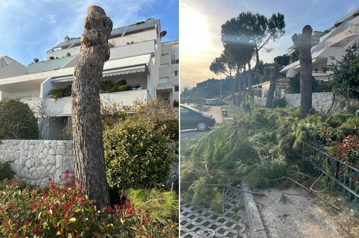 Stranački šef iz Splita: "Dogodio se ekocid na Trsteniku. Sve je prijavljeno policiji, inspektoratu i Puljku"