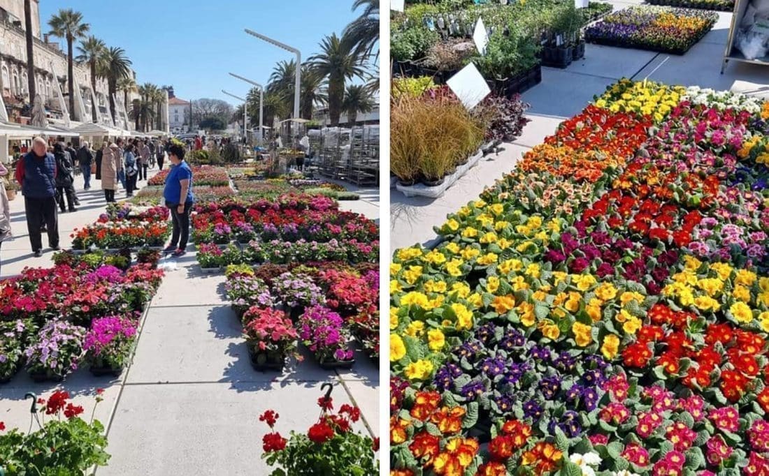 PRAVI HIT NA SPLITSKOJ RIVI "Praznik cvijeća" oduševio je Splićane. No jeste li ovo znali? Evo o čemu se radi!