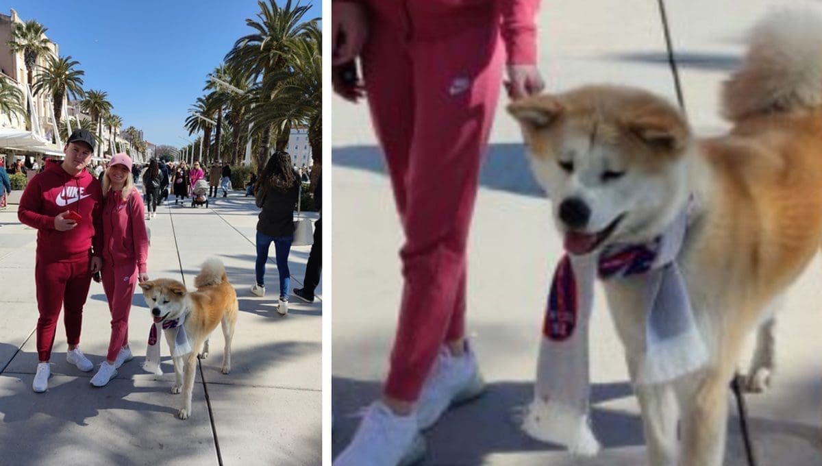 PAS NAVIJAČ 'UKRAO' SHOW U CENTRU SPLITA Navijači su bili oduševljeni i mnogi su ga fotografirali: "I on je žestoki navijač"