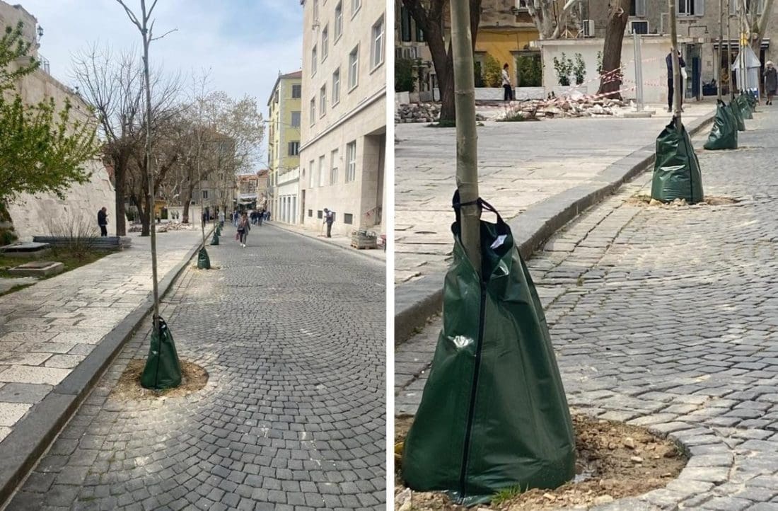 VRAĆA SE PRIRODNI HLAD U CENTAR GRADA Splićane oduševio novi način navodnjavanja: "Vreća za navodnjavanje za mlado stablo je, kao bočica s mlijekom za malu bebu"