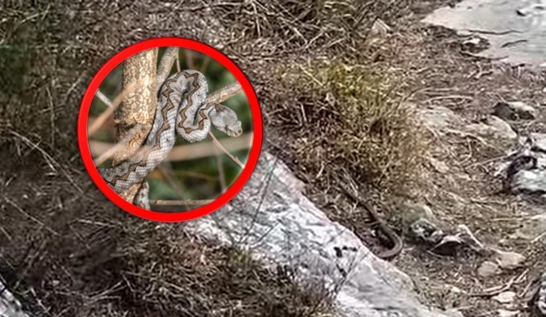 UPOZORENJE ZA SVE SPLIĆANE Planinari i svi zaljubljenici prirode moraju jako paziti: "Probudile su se zmije, sve sam snimio!"