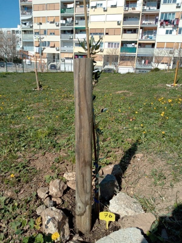 skola plokite sadnja (1)