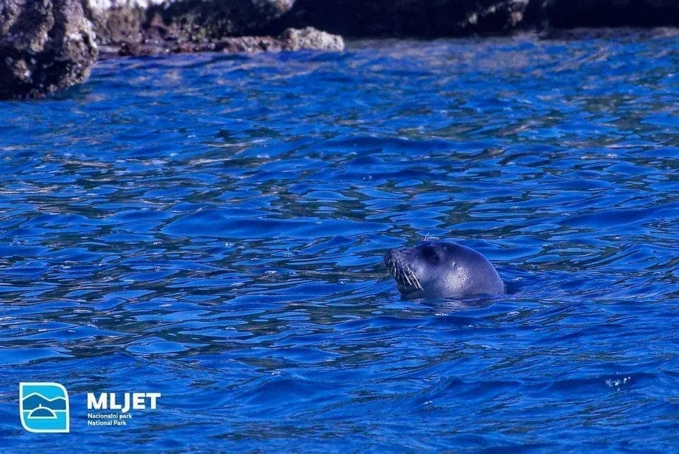 NAJLJEPŠE MOGUĆE VIJESTI Sredozemna medvjedica nakon 40 godina uočena u akvatoriju NP Mljet!
