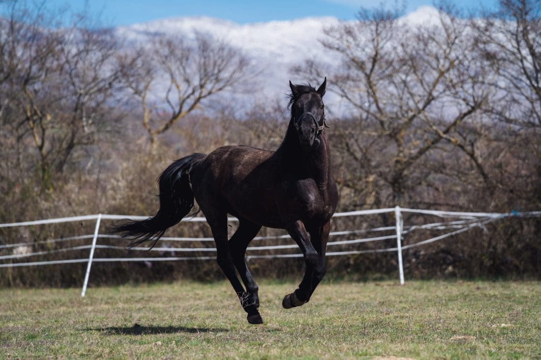 4-8-citluk-etno-baba-30