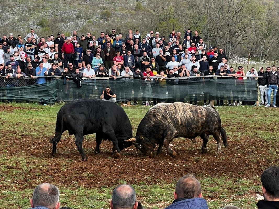 DRAMA NA KORIDI Bik probio ogradu pa izletio u publiku
